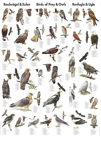 Naturplakater